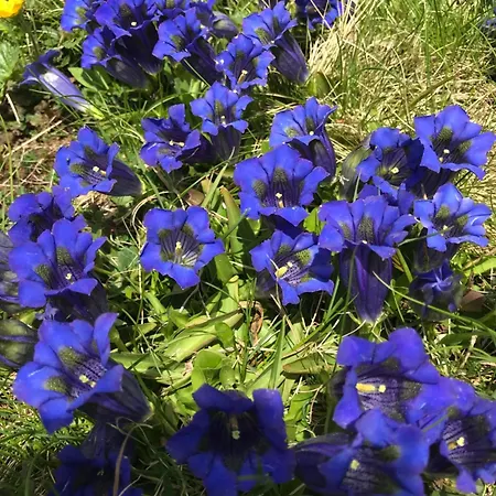 Affittacamere Berghaus Aussergschloess *